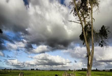 天涯房产观澜神贴分享：天涯论坛上的神龙马车